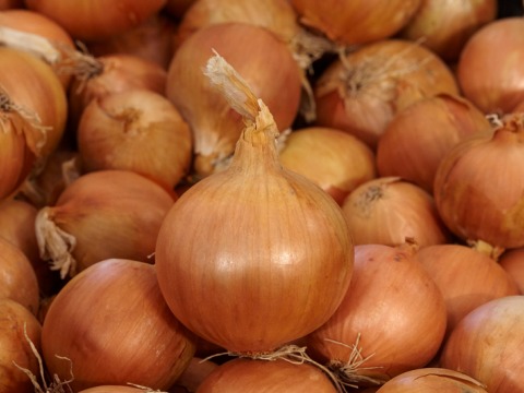 tor onion search