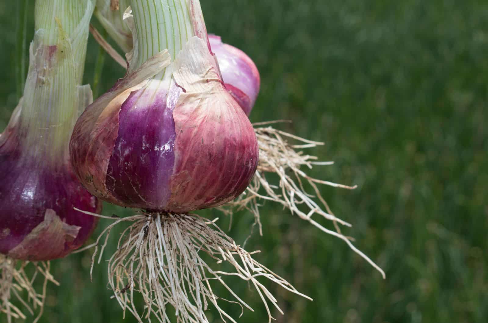 onion links credit card